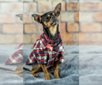 Small Photo #2 Chihuahua-Unknown Mix Puppy For Sale in Farmington, MN, USA