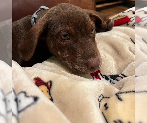 Medium Photo #5 Labrador Retriever-Unknown Mix Puppy For Sale in Hayward, CA, USA