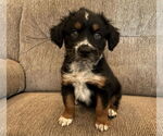 Small #1 Australian Shepherd Mix