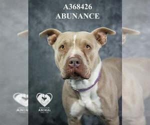 Mutt Dogs for adoption in Stockton, CA, USA