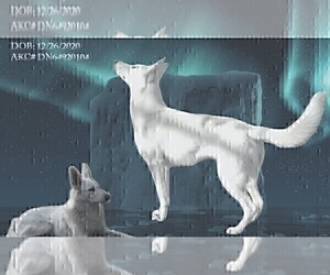 Mother of the German Shepherd Dog puppies born on 11/19/2025