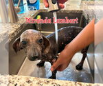 Small #26 Dachshund