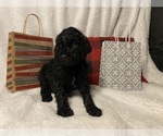 Small Photo #1 Goldendoodle Puppy For Sale in ATHENS, WI, USA