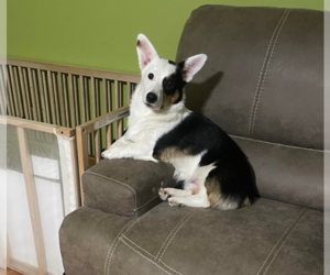Pembroke Welsh Corgi Puppy for sale in AUGUSTA, GA, USA
