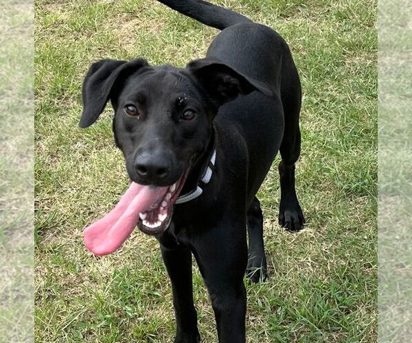 Medium Photo #2  Puppy For Sale in , 