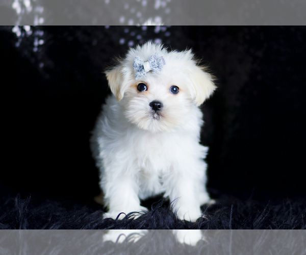 Medium Photo #75 Morkie Puppy For Sale in WARSAW, IN, USA