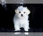 Small Photo #75 Morkie Puppy For Sale in WARSAW, IN, USA