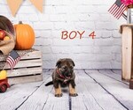 Small Photo #11 German Shepherd Dog-Wolf Hybrid Mix Puppy For Sale in SAN DIEGO, CA, USA