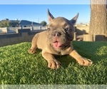Small #3 French Bulldog