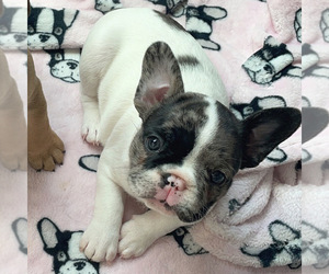 French Bulldog Puppy for sale in NAPLES, FL, USA