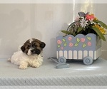 Small Photo #3 Zuchon Puppy For Sale in MOUNT PLEASANT, MI, USA