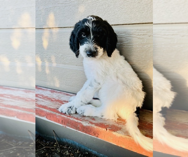 Medium Photo #2 Goldendoodle Puppy For Sale in GARDNERVILLE, NV, USA