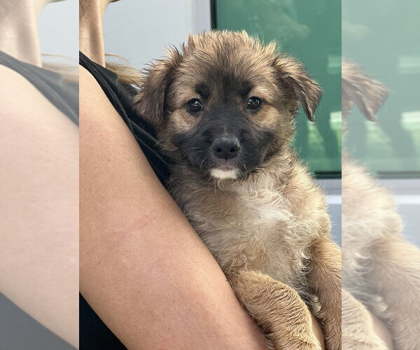 Medium Photo #3 Cocker Spaniel-Unknown Mix Puppy For Sale in Dana Point, CA, USA