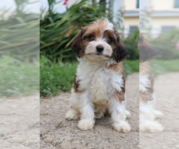 Medium Photo #6 Cavapoo Puppy For Sale in WEST SALEM, OH, USA