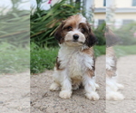 Small #5 Cavapoo