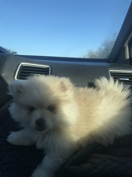 Medium Photo #2 Pomsky Puppy For Sale in EAST HAVEN, CT, USA