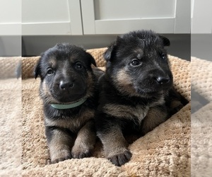 German Shepherd Dog Puppy for Sale in LANSDALE, Pennsylvania USA