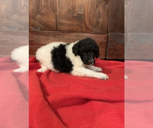 Poodle (Standard) Puppy for sale in FARMERSVILLE, TX, USA
