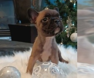 French Bulldog Puppy for sale in DENVER, CO, USA