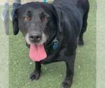 Small #7 Labrador Retriever