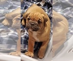 Small Photo #20 Olde English Bulldogge Puppy For Sale in WINGATE, NC, USA