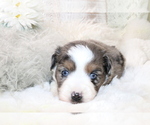 Small Photo #4 Australian Shepherd Puppy For Sale in STAFFORD, VA, USA