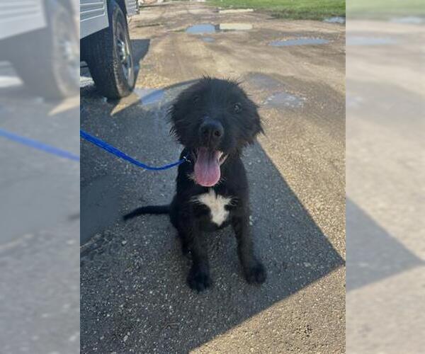 Medium Photo #1 Mutt Puppy For Sale in Houston, TX, USA