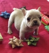 Small Photo #9 French Bulldog Puppy For Sale in CHARLESTON, SC, USA