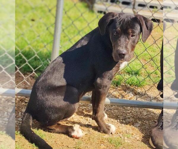 Medium Photo #4 Catahoula Leopard Dog-Staffordshire Bull Terrier Mix Puppy For Sale in Talladega, AL, USA