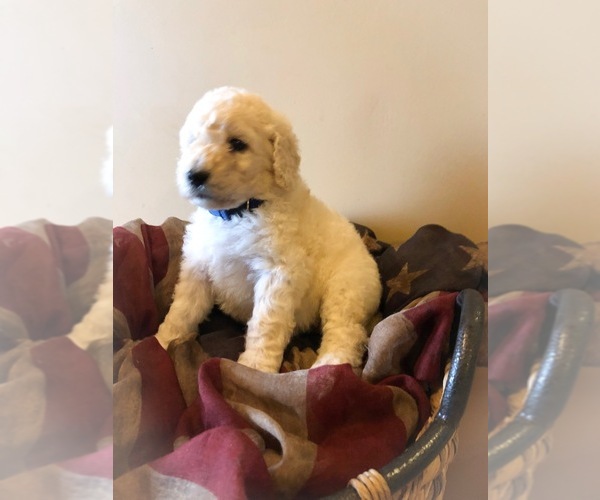 Medium Photo #1 Poodle (Standard) Puppy For Sale in HOPKINSVILLE, KY, USA