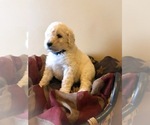 Small Photo #1 Poodle (Standard) Puppy For Sale in HOPKINSVILLE, KY, USA