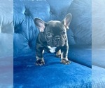 Small Photo #25 French Bulldog Puppy For Sale in ATHERTON, CA, USA