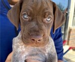 Small Photo #4 German Shorthaired Pointer Puppy For Sale in TULSA, OK, USA