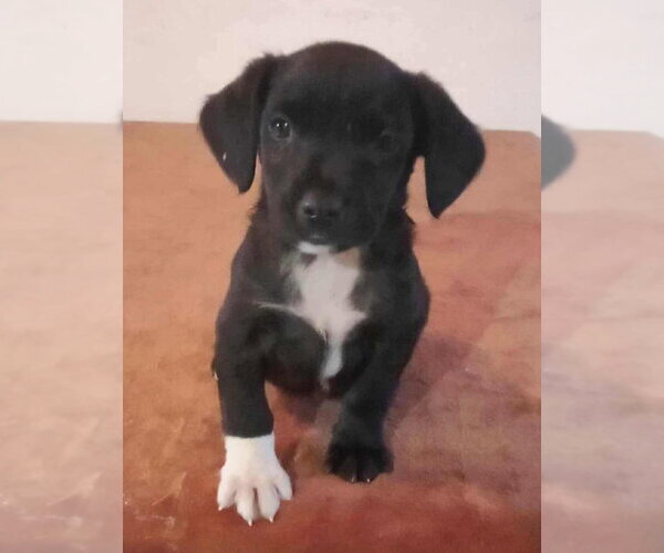 Medium Photo #2 Labrador Retriever-Unknown Mix Puppy For Sale in Dana Point, CA, USA