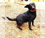 Small #2 Jack Russell Terrier-Labrador Retriever Mix