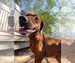 Small Redbone Coonhound Mix