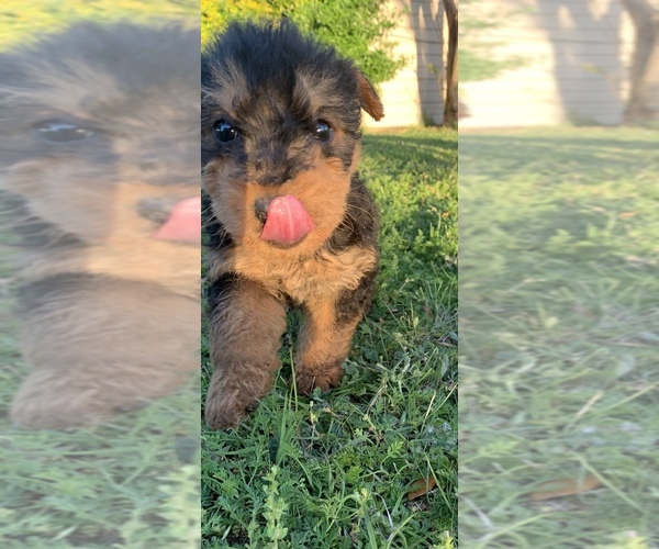 Medium Photo #5 Airedale Terrier Puppy For Sale in JOSHUA, TX, USA