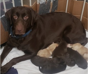 Mother of the Labrador Retriever puppies born on 04/24/2022