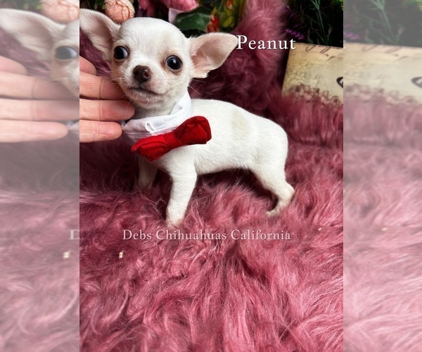 Medium Photo #3 Chihuahua Puppy For Sale in TRACY, CA, USA