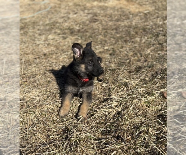 Medium Photo #9 German Shepherd Dog Puppy For Sale in SUMPTER TWP, MI, USA