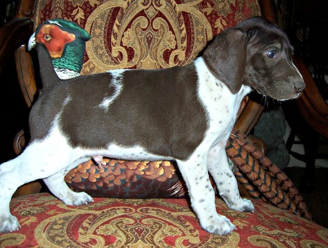 Medium Photo #2 German Shorthaired Pointer Puppy For Sale in ELBERTA, AL, USA