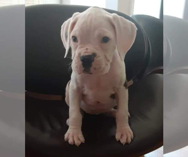 Medium Photo #1 Boxer Puppy For Sale in STKN, CA, USA