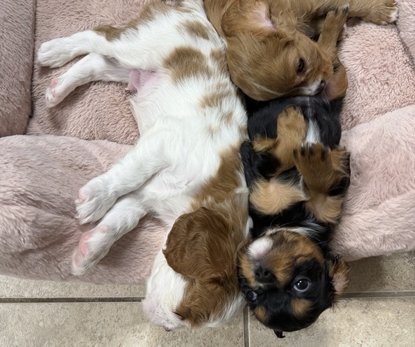 Medium Photo #19 Cavalier King Charles Spaniel Puppy For Sale in PARKER, CO, USA