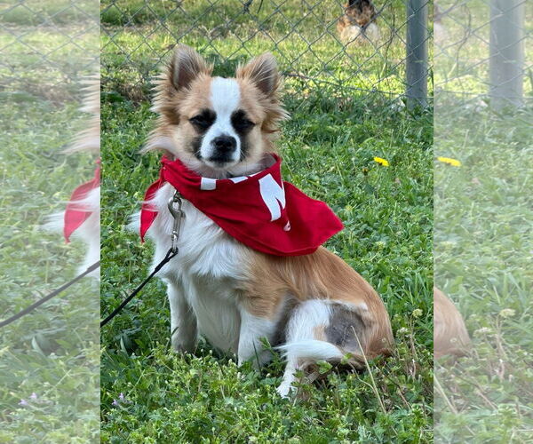 Medium Photo #2 Chiranian Puppy For Sale in Euless, TX, USA