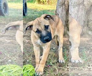 Black Mouth Cur-Unknown Mix Dogs for adoption in Okolona, MS, USA