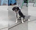 Haven- too cute to handle - Female Border Collie-Unknown Mix Dog for Adoption - Small photo