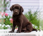Small #2 Labrador Retriever