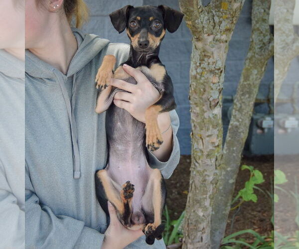 Medium Photo #3 Chipin Puppy For Sale in Huntley, IL, USA