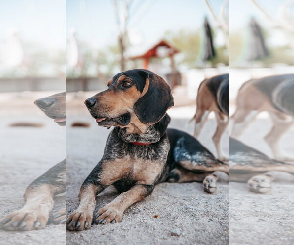 Medium Photo #6 Coonhound Puppy For Sale in Las Vegas, NV, USA