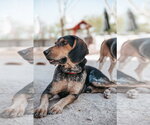 Small #5 Coonhound